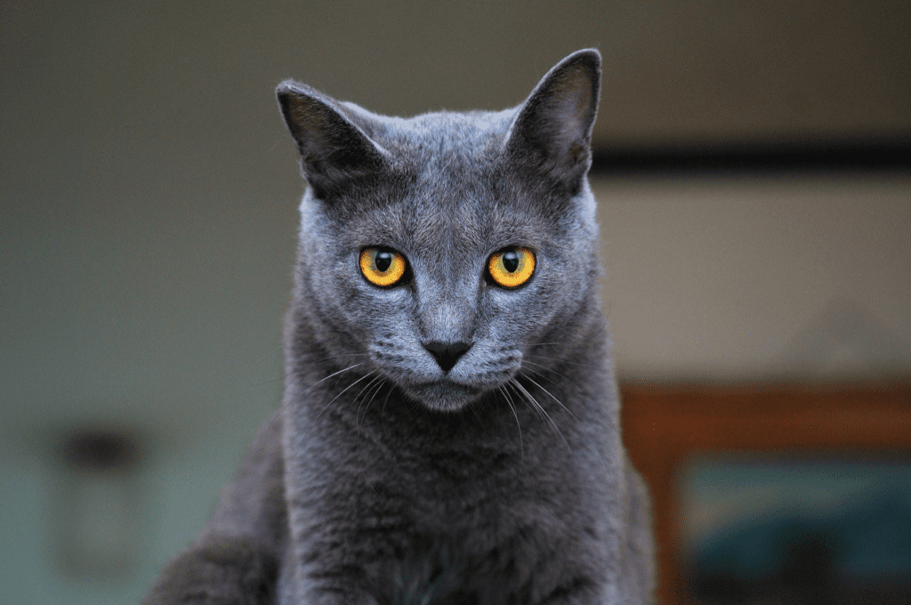 cuidador de gato en Manizales